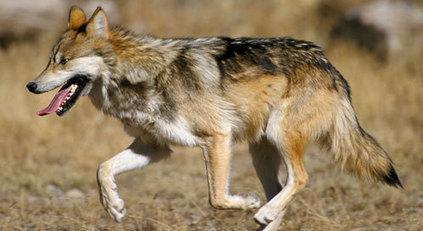 Study Shows What Mexican Gray Wolves Need to Survive – Defenders Blog