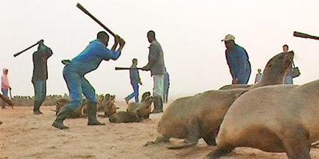 Namibia: Esau Considers War Against Seals
