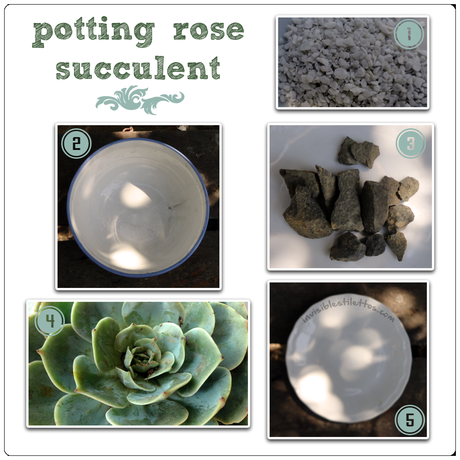 Potting Rose Succulent