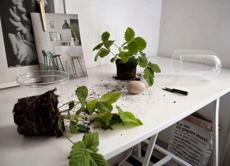 URBAN JUNGLE BLOGGERS | Visual Box