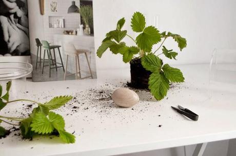 URBAN JUNGLE BLOGGERS | Visual Box