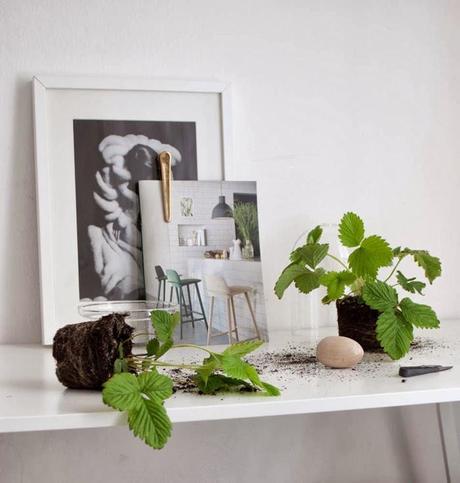 URBAN JUNGLE BLOGGERS | Visual Box