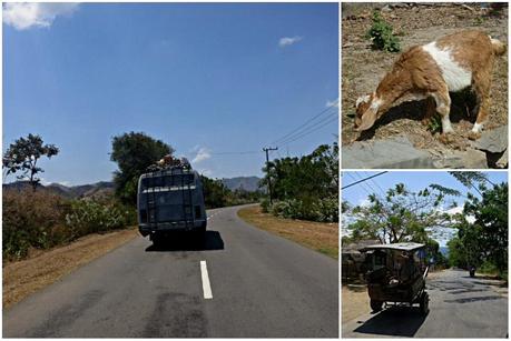 Sumbawa has lots of goats and crazy drivers.