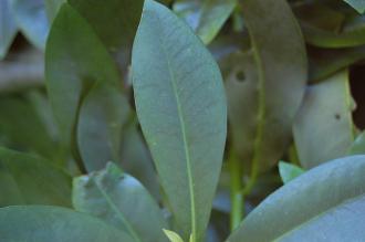 Drimys winteri Leaf (16/03/2014, Kew Gardens, London)