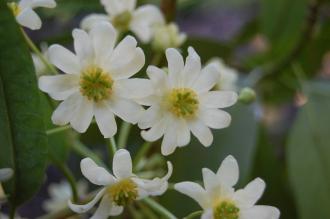 Drimys winteri Flowers (16/03/2014, Kew Gardens, London)
