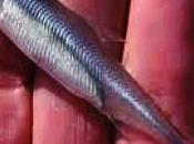 Environmental Group Decries Drought Debate Pitting Fish Against People