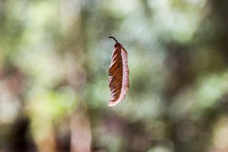 leaf suspended in air