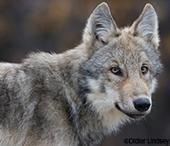 Wolf Peer Review Public Comment – Defenders of Wildlife