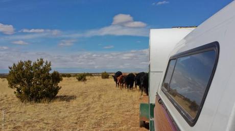 We were chased by cows on our way to the Roy boulders! Seriously mega-highlight for me. I was GIDDY with excitement.