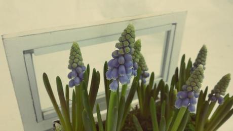 Muscari Potted Plant