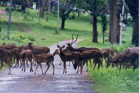 State Forest Department to Close Major Wildlife Parks and Sanctuaries to Risk down Incidents of Forest Fires