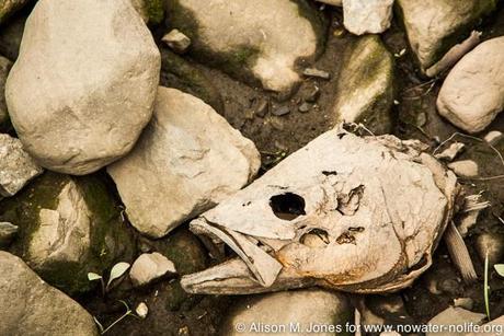 USA: New Jersey, Lower Raritan River Basin, Raritan River Estuary, Perth Amboy, head of dead fish washed up onto banks near Garden State Parkway bridge
