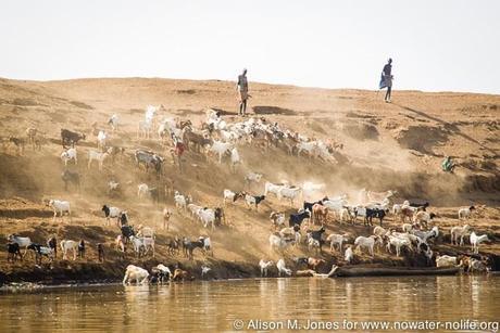 Ethiopia: Lower Omo River Basin, Omo Delta at low water stage, leading herd to water