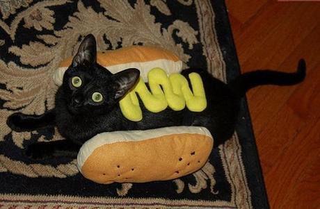 The World’s Top 10 Best Images of Cats Dressed as Food