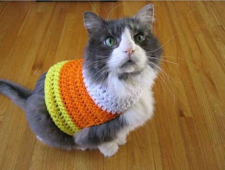 The World’s Top 10 Best Images of Cats Dressed as Food