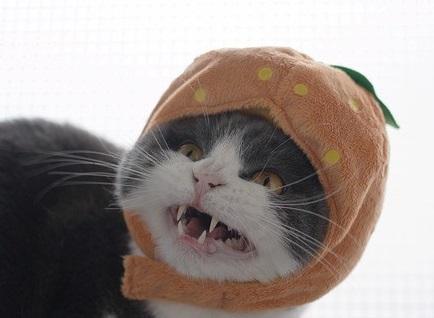 The World’s Top 10 Best Images of Cats Dressed as Food