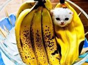 World’s Best Images Cats Dressed Food