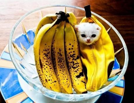 The World’s Top 10 Best Images of Cats Dressed as Food