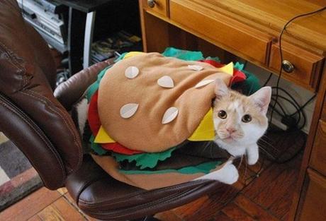 The World’s Top 10 Best Images of Cats Dressed as Food