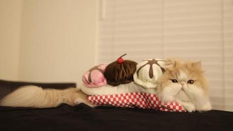 The World’s Top 10 Best Images of Cats Dressed as Food