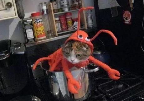 The World’s Top 10 Best Images of Cats Dressed as Food