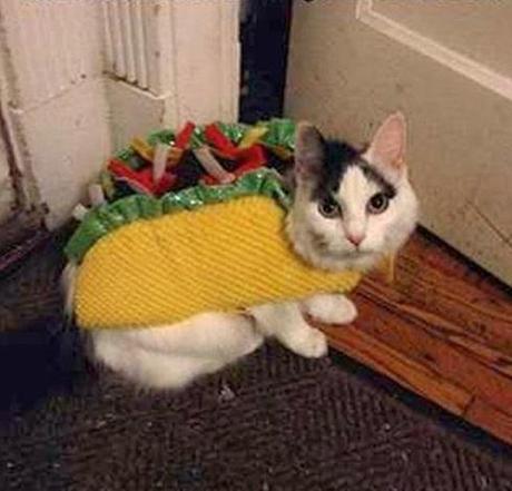 The World’s Top 10 Best Images of Cats Dressed as Food