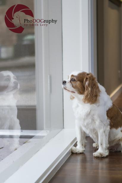 Cavalier King Charles Spaniel, CKCS, CKC, reflection, Toronto Pet Photographer, weekly photo challenge