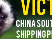 Victory! China Southern Airlines Stops Shipping Primates