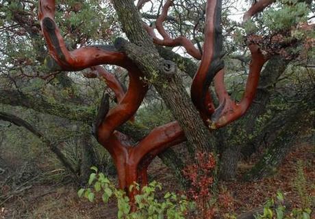 The Beauty and Fragility of Nature – Living with Fire (USGS) – YouTube