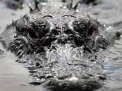 Alligator Hunt Approved National Wildlife Refuge “Teach People Value Nature”