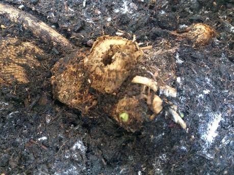 The first hints of a shoot appear on an overwintered dahlia