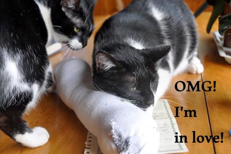 Have You Talked to Your Kittehs About Catnip?