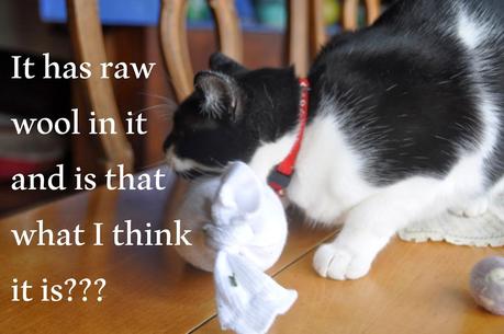 Have You Talked to Your Kittehs About Catnip?