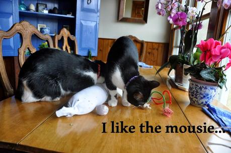 Have You Talked to Your Kittehs About Catnip?