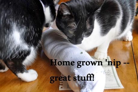 Have You Talked to Your Kittehs About Catnip?