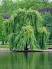 a willow tree