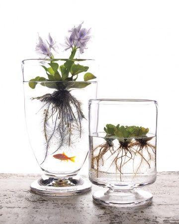 Water Plants In Clear Vase By Martha Stewart