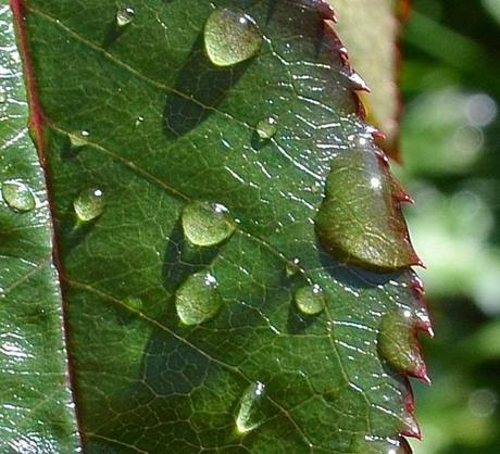 Finally, the magical reflection of sunshine on raindrops.  Taken - April 2012