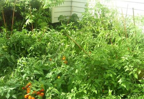Some crazy big tomato plants from last year's garden.  I now know why they say to leave a good deal of space between those tiny seedlings!