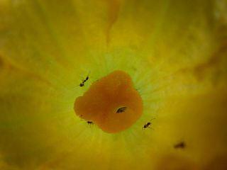 Female acorn squash flower (Cucurbita pepo) showing large, dark-yellow stigma. By Forest and Kim Starr [CC-BY-2.0 (http://creativecommons.org/licenses/by/2.0)], via Wikimedia Commons