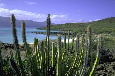 Sea of Cortez: Conserving the World’s Aquarium
