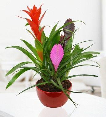 Potted Bromelia Plant