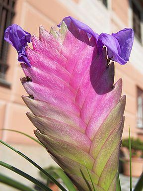 Bromelia Plant