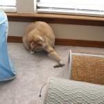Mondays with Karen the Cat: When you fall, get back up.