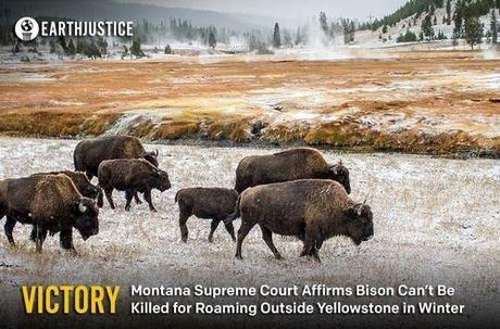 Bison and they said never again