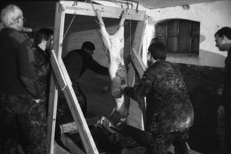 Stop Militaries’ World War on Animals!