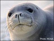 Urge Congress to protect conservation funding! – Defenders of Wildlife