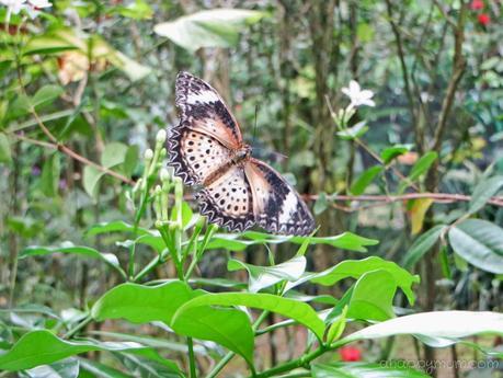 Wait for me, don't fly away - Visit to Penang Butterfly Farm
