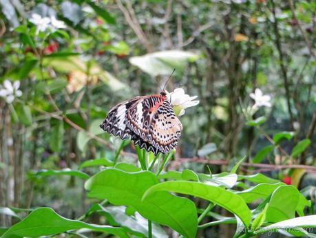 Wait for me, don't fly away - Visit to Penang Butterfly Farm