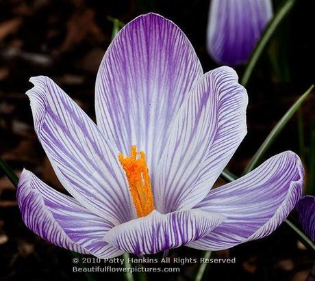 Purple & White Crocuses © 2010 Patty Hankins